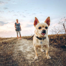 Load image into Gallery viewer, MASBRILL Adjustable Nylon Reflective Pet Collar
